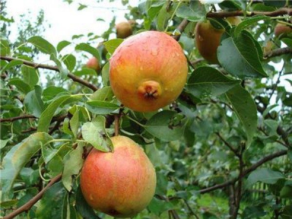  Summer pear variety