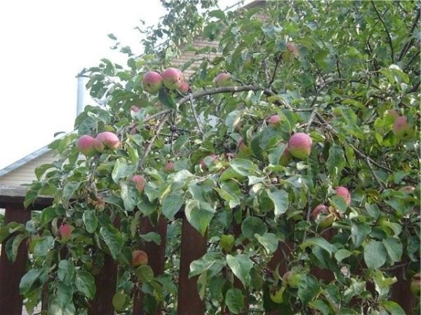  Apple Borovinka high and grows to 4.5 m