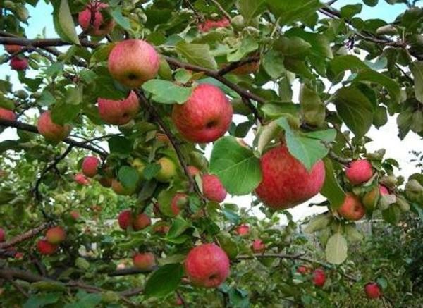  3-year-old Apple Tree
