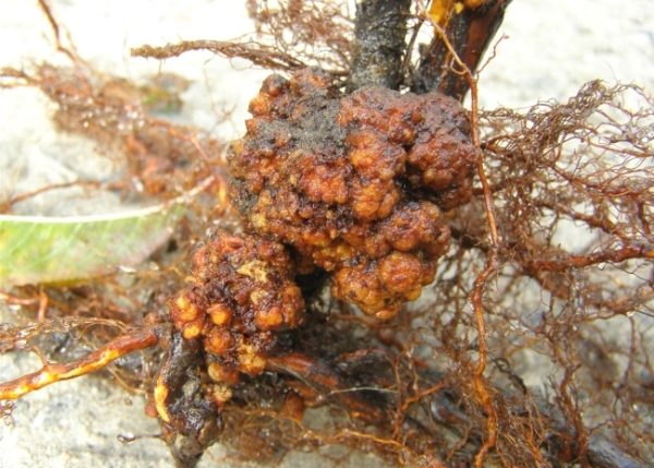  Root cancer on apple seedling