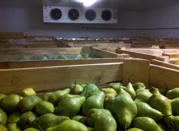  You can save pears for the winter in the refrigerator, on the balcony, in the cellar or basement