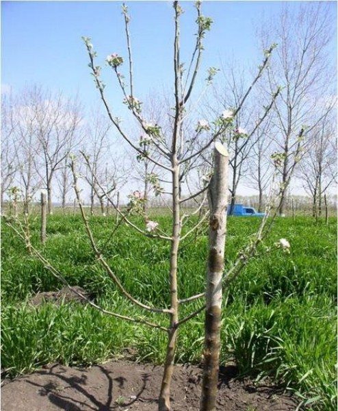  The spindly shape of an apple tree