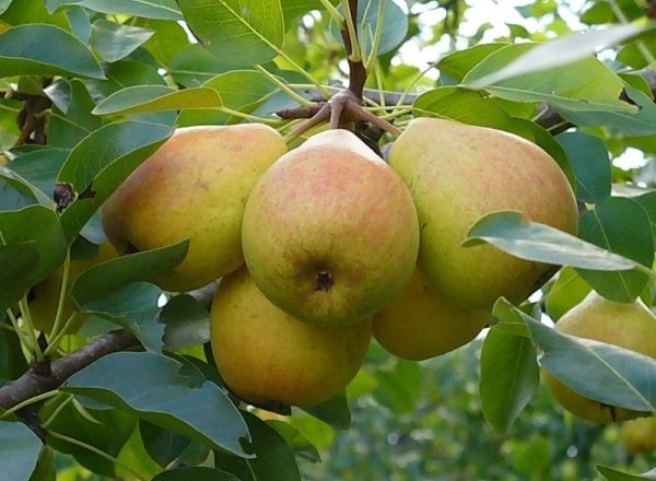  Variedad de peras Klappa favorita: descripción de la variedad, opiniones de jardineros