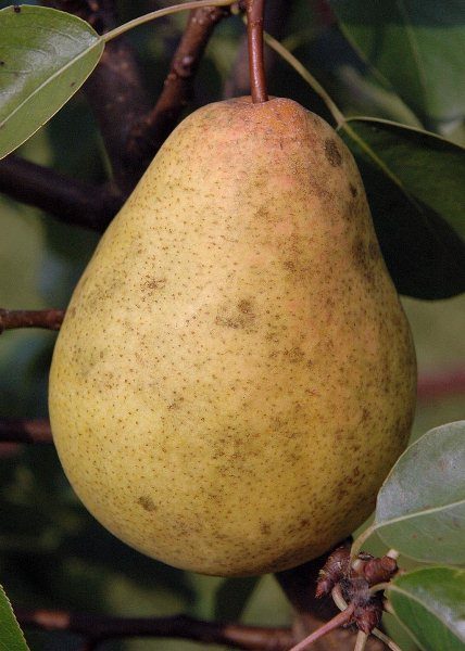  Pear Autumn Dream