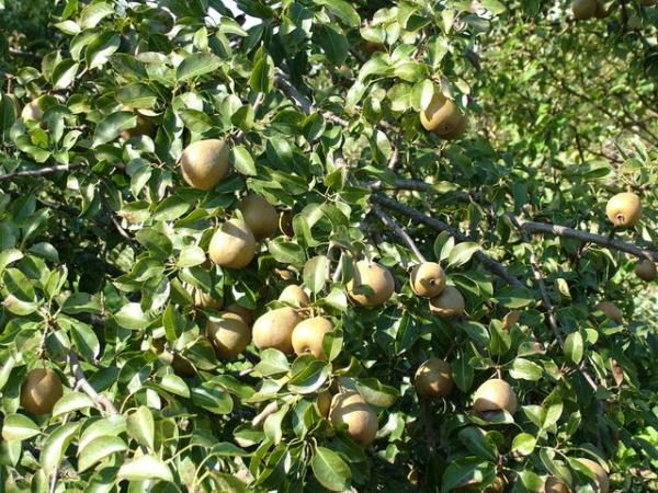  Pear Belarusian late