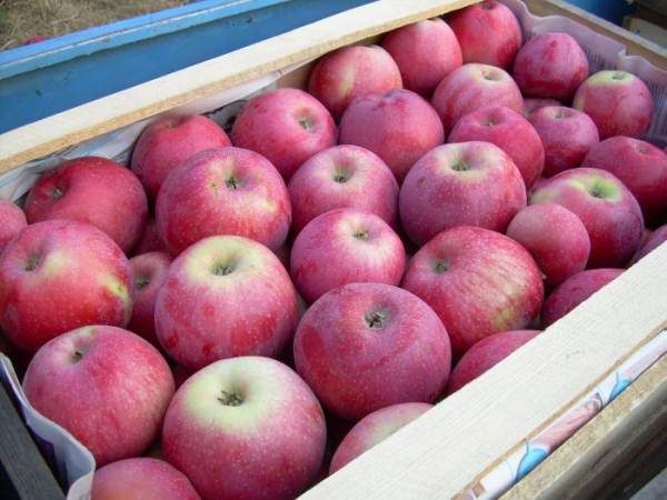  Apples should be stored in wooden boxes in a cool place.