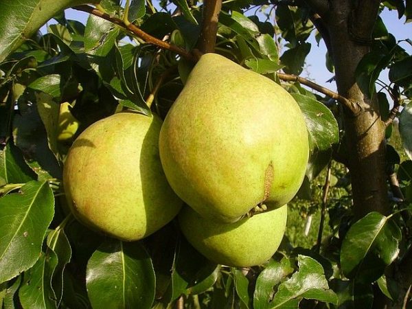  Ripe and juicy fruits of pears Simply Maria, ripened in September