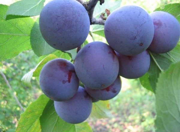  Grado azul ciruela