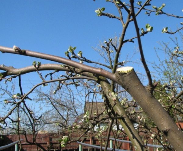  For the formation of lateral shoots it is necessary to prune the vertical shoot