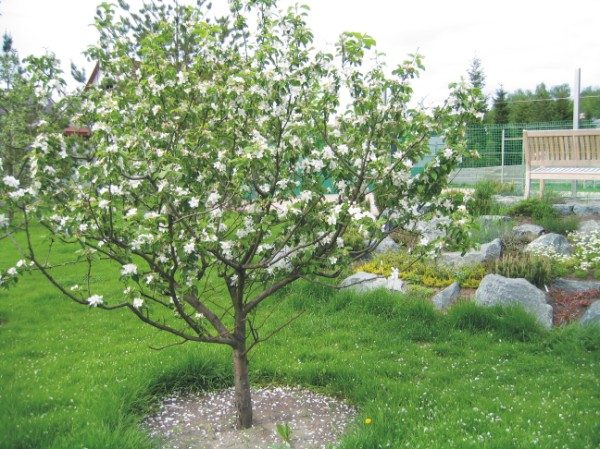  Long-sparse form of apple trees
