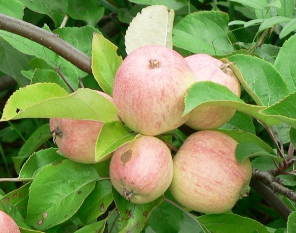  Apple care and disease prevention