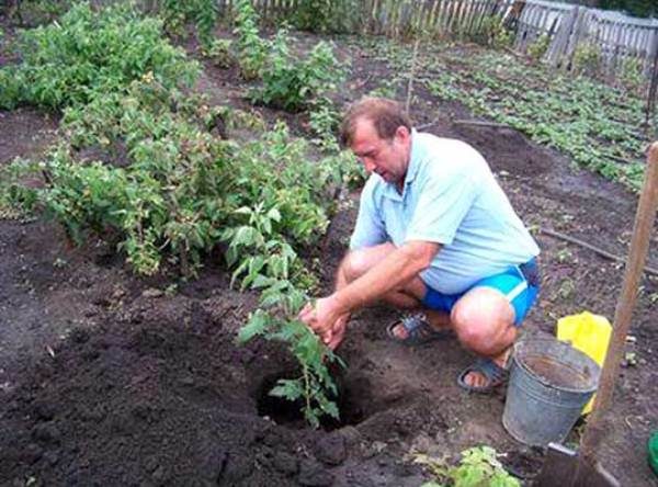  Raspberries can be planted in pits or trenches.