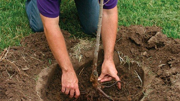  The required area for the development of a pear tree - 4x4 m