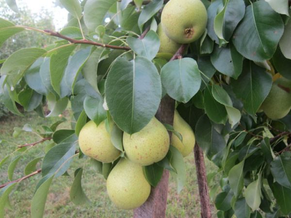  El árbol con los frutos de pera caballero.