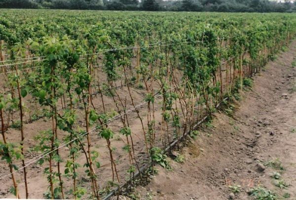  Raspberry bushes are recommended to tie up to avoid bending