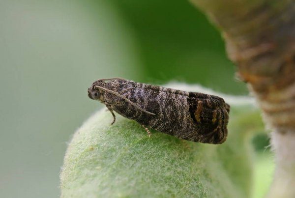  Pear moth
