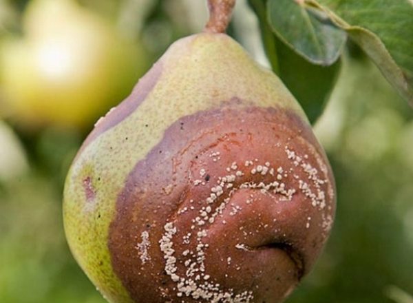  Por qué las peras se pudren en un árbol: descubra la causa y elimínela