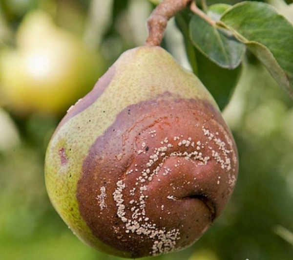  Why pears rot on a tree: find out the cause and eliminate it