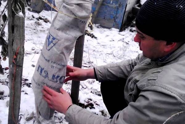  Pear tree wrapping will save the tree from winter frosts