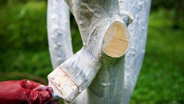  Trees need to be whitened in spring and autumn
