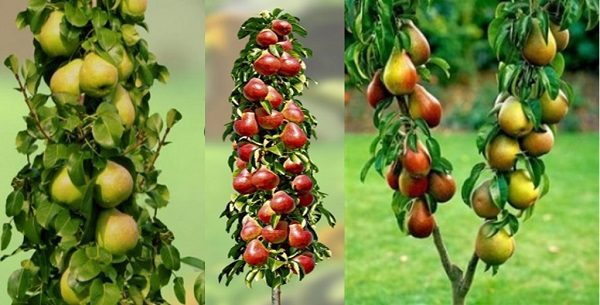  Variedad de peras columnares.