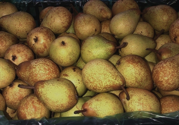  Unripe pears need to be wrapped in plastic bags, make small holes for air intake.