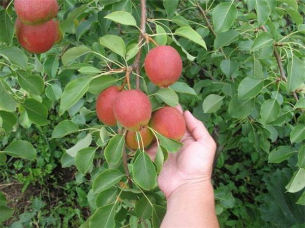  Sizes of Krasulia pears