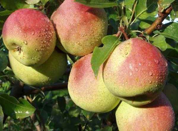  Krasula pear