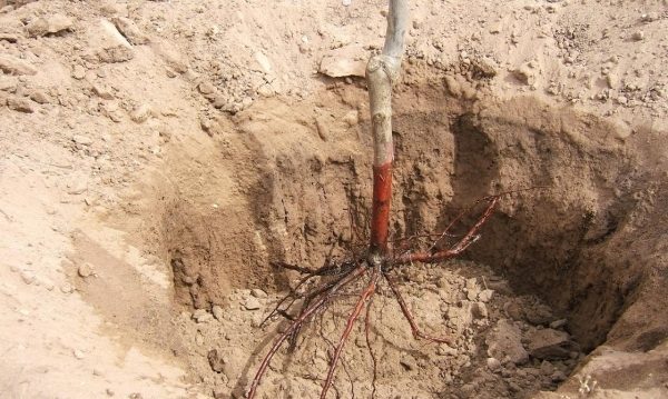  When planting Golden seedlings it is recommended to adhere to the rules.