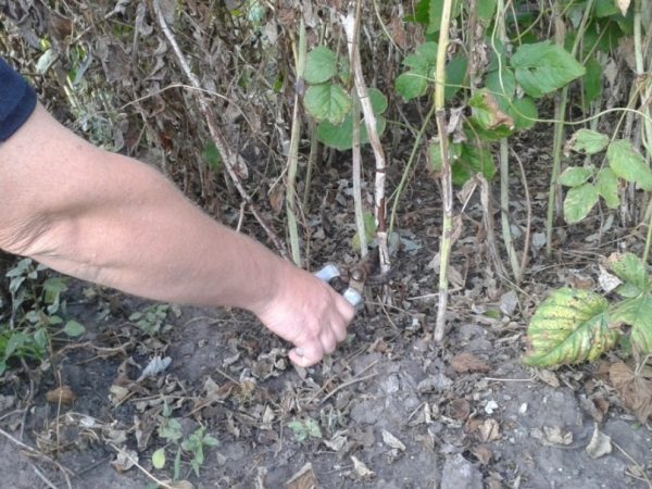  Autumn pruning raspberries