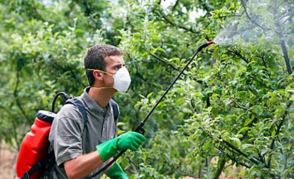  Treatment of apple trees with chemical and biological agents