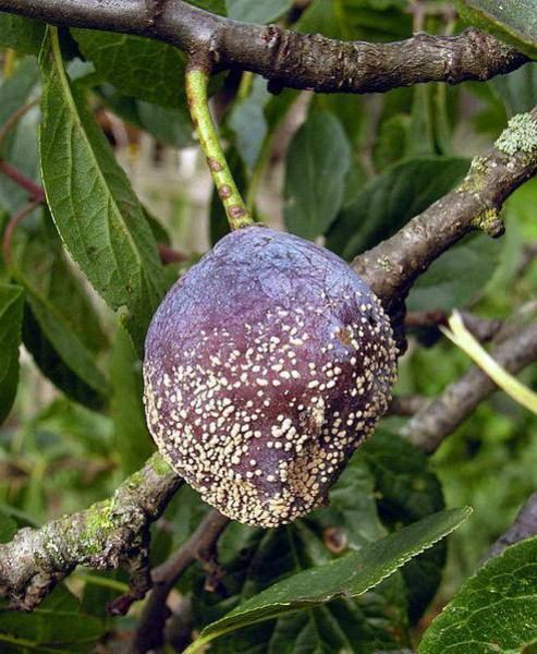  Pudrición de la fruta en ciruela