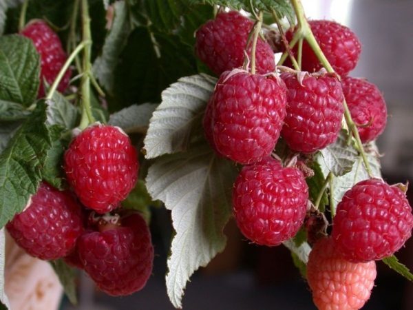  Repair raspberry
