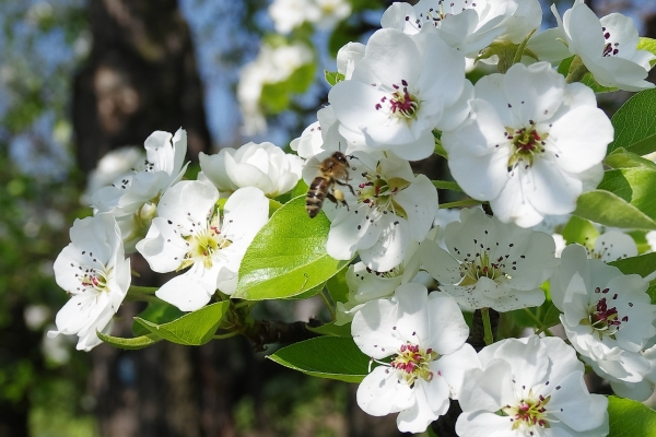  For the pear to bloom and bear fruit, it needs watering, loosening and fertilizing the soil.