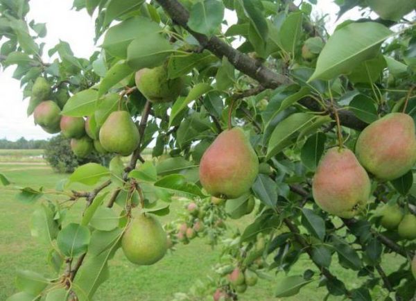  Juicy and ripe pears on a bush