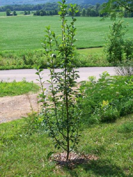  The planted pear seedling Veles