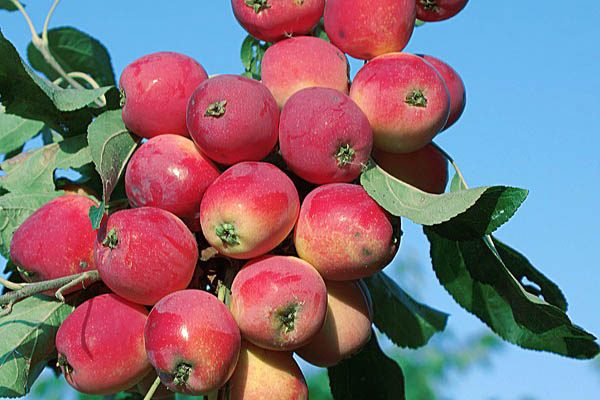  Apple copac Bellefle chinezesc