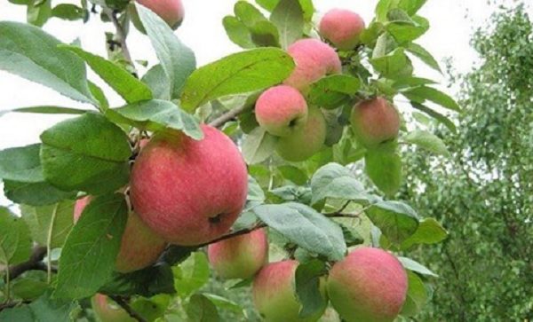  Pear Tree Apples