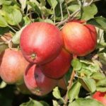  Borovinka red