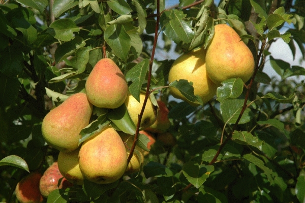  Fruits of a grade of Severyanka are small, sweet, juicy