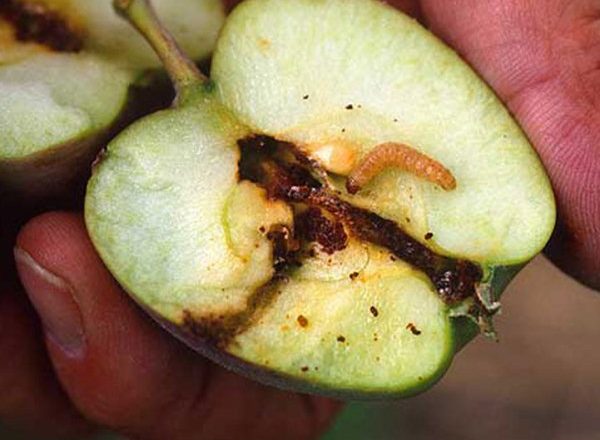  Wormy apple