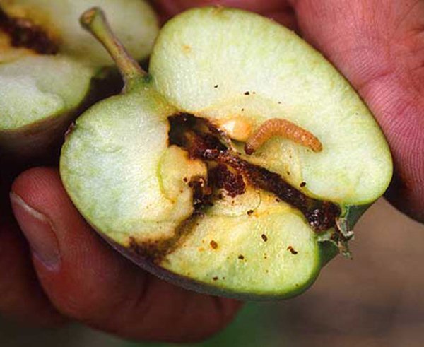  Wormy apple