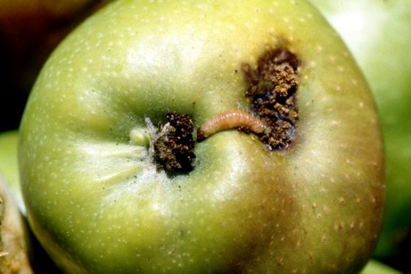  Falling of worm-eaten apples