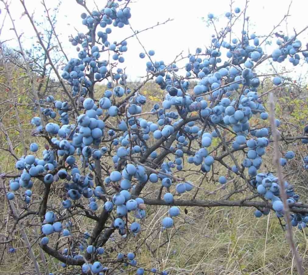  The thorns are harvested at the end of October, used to make infusions and decoctions.
