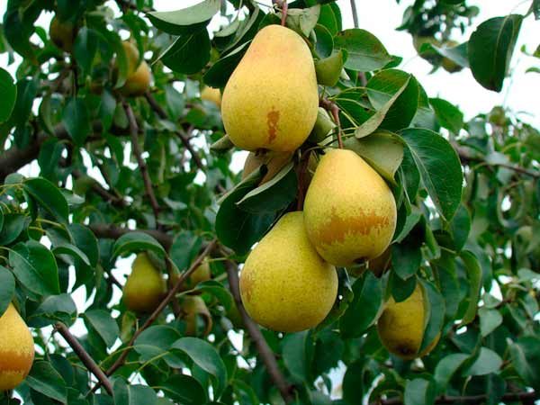  Juicy pears Lada on a branch