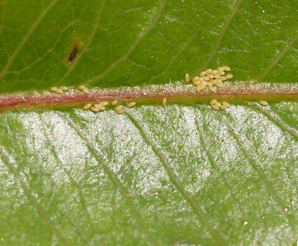  Pear Copper