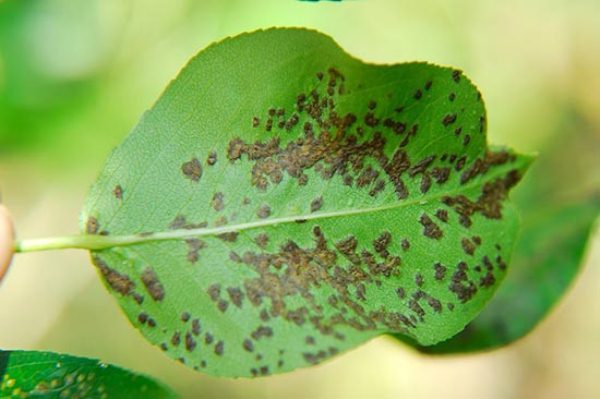  Pear gall mite