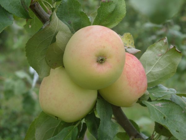  East pear