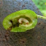  Serra de ameixa Caterpillar