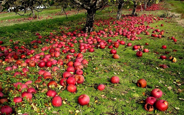  Causes of apple fall